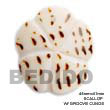 Summer Accessories Scallop   Groove Cunos SMRAC5036P Summer Beach Wear Accessories Shell Pendants