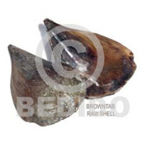 Ra unpolished browntab shells