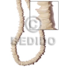 Troca square cut Troca square cut