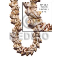 Nassa tiger sidedrill