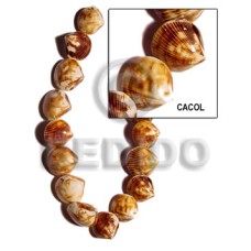 Cacol shell Cacol shell
