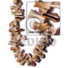 Liswe trumpet shell Liswe trumpet shell