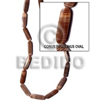 Conus pegulinus oval back