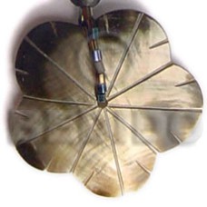 Black lip scallop 40mm